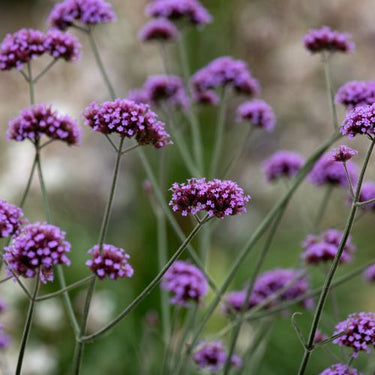 Purple Top Vervain or Purple Top Verbena Flower Seeds, 1725 Heirloom